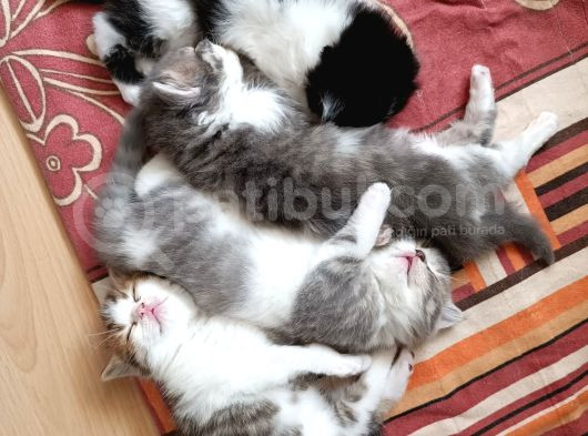 2 Aylık Çok Cana Yakın Yavru Kedi görsel