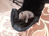 2 Aylik Bri̇ti̇sh Shorthai̇r Di̇şi̇