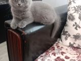 2 Aylik Bri̇ti̇sh Shorthai̇r Di̇şi̇