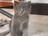 2 Aylik Bri̇ti̇sh Shorthai̇r Di̇şi̇