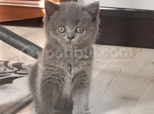 2 Aylik Bri̇ti̇sh Shorthai̇r Di̇şi̇ görsel