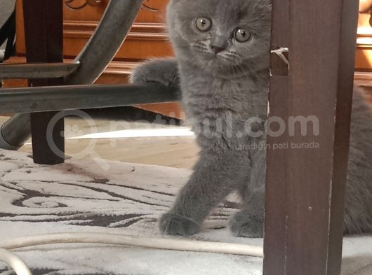2 Aylik Bri̇ti̇sh Shorthai̇r Di̇şi̇