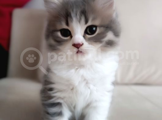 2 Aylık Çok Cana Yakın Yavru Kedi