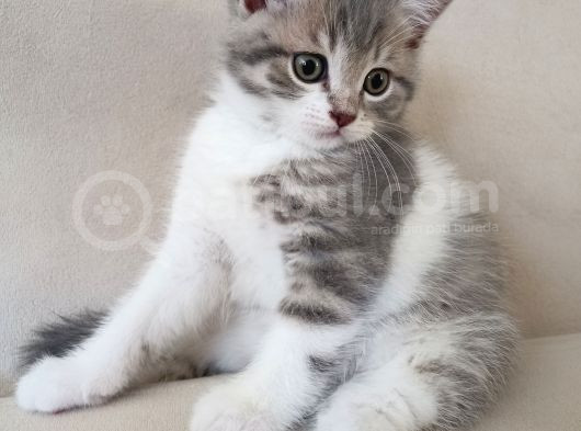 2 Aylık Sağlıklı Ve Çok Cana Yakın Yavru Kedi görsel