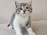 2 Aylık Sağlıklı Ve Çok Cana Yakın Yavru Kedi