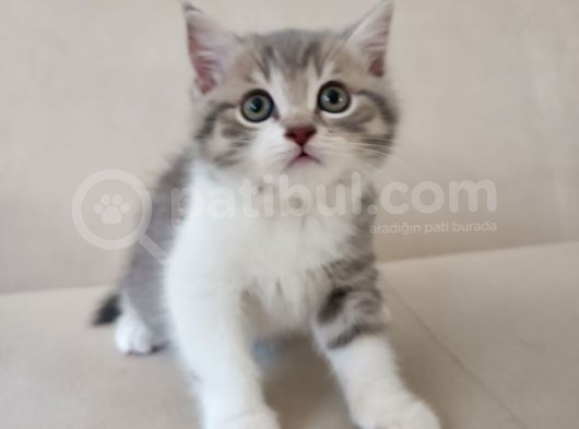 2 Aylık Sağlıklı Ve Çok Cana Yakın Yavru Kedi görsel