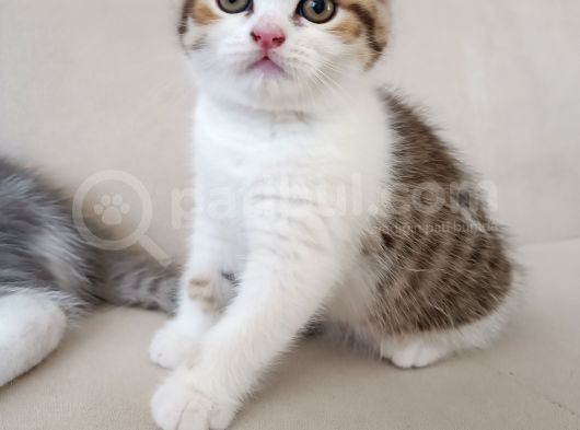 2 Aylık Çok Cana Yakın Yavru Kedi görsel