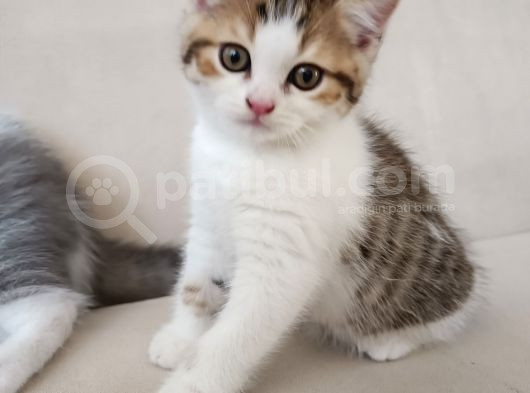 2 Aylık Çok Cana Yakın Yavru Kedi