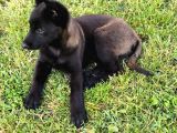 Safkan Malinoa Yavrular