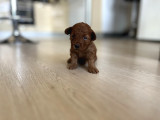 Redbrown Orijinal Minnoş Dişi Toypoodle Yavru