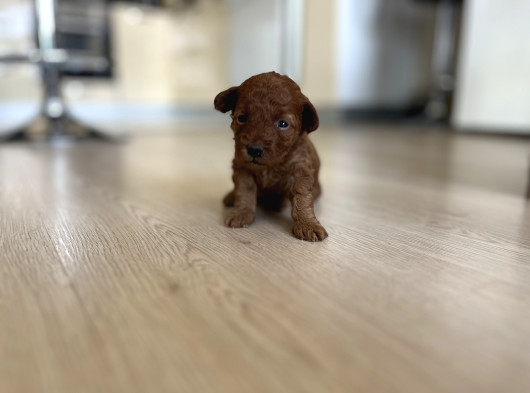 Redbrown Orijinal Minnoş Dişi Toypoodle Yavru