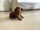 Redbrown Orijinal Minnoş Dişi Toypoodle Yavru