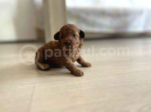Redbrown Orijinal Minnoş Dişi Toypoodle Yavru görsel
