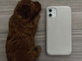 Redbrown Orijinal Minnoş Dişi Toypoodle Yavru