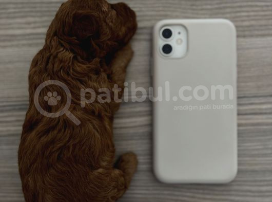 Redbrown Orijinal Minnoş Dişi Toypoodle Yavru görsel