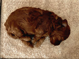 Redbrown Orijinal Minnoş Dişi Toypoodle Yavru