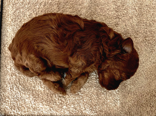 Redbrown Orijinal Minnoş Dişi Toypoodle Yavru görsel