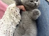 2 Aylık Yavru Kedi