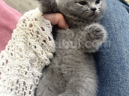 2 Aylık Yavru Kedi görsel
