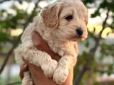 Maltipoo Yavrularım Teslime Hazır 0 Numara