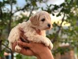 Maltipoo Yavrularım Teslime Hazır 0 Numara