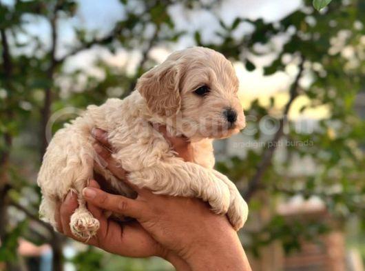Maltipoo Yavrularım Teslime Hazır 0 Numara görsel