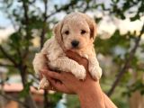 Maltipoo Yavrularım Teslime Hazır 0 Numara