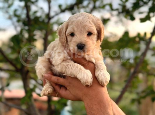 Maltipoo Yavrularım Teslime Hazır 0 Numara görsel