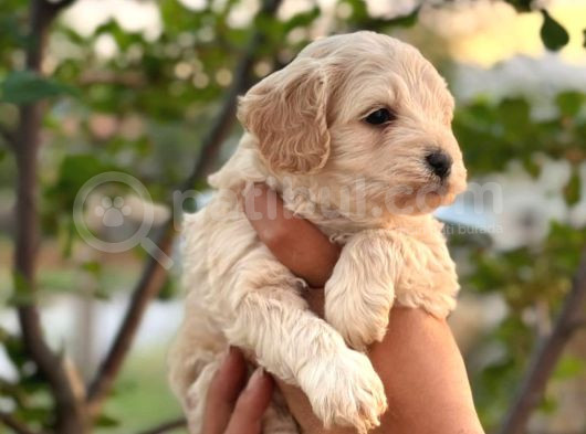 Maltipoo Yavrularım Teslime Hazır 0 Numara görsel