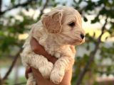 Maltipoo yavrularım teslime hazır 0 numara