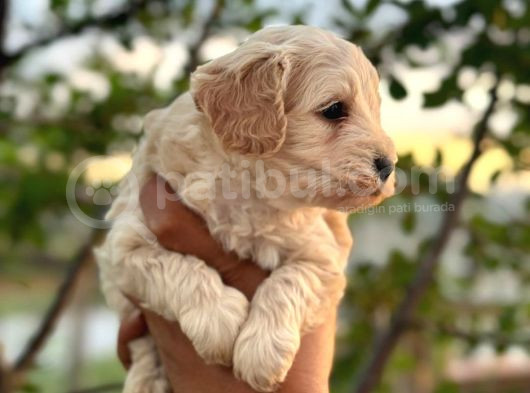 Maltipoo Yavrularım Teslime Hazır 0 Numara