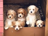 MALTİPOO YAVRULAR