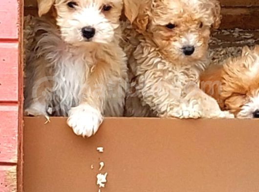 Malti̇poo Yavrular görsel