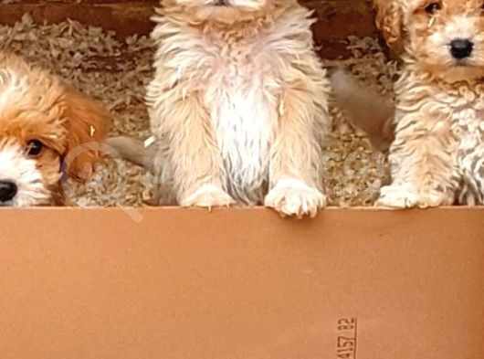 Malti̇poo Yavrular görsel