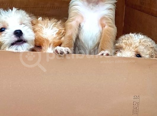 Malti̇poo Yavrular görsel