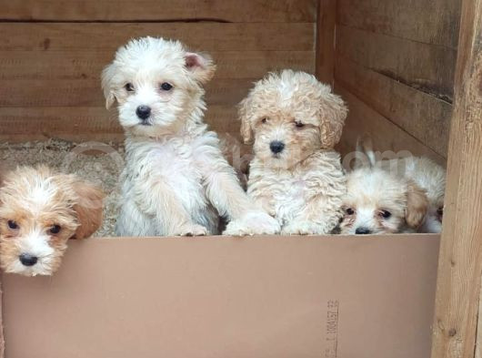 Malti̇poo Yavrular görsel
