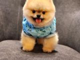 Daha İyisi Yok 14 Aylık Erkek Pomeranian