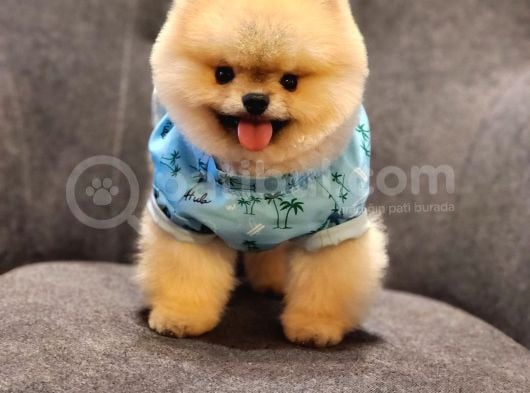 Daha İyisi Yok 14 Aylık Erkek Pomeranian görsel