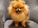 1 Yaşında Erkek Pomeranian İzmir