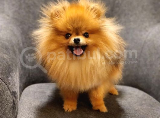 1 Yaşında Erkek Pomeranian İzmir görsel