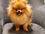 1 Yaşında Erkek Pomeranian İzmir