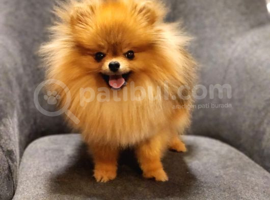 1 Yaşında Erkek Pomeranian İzmir görsel