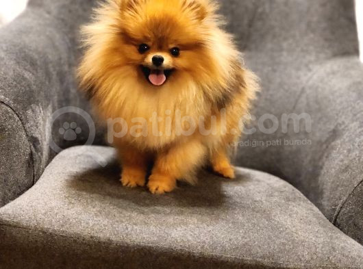 1 Yaşında Erkek Pomeranian İzmir görsel