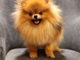 1 Yaşında Erkek Pomeranian İzmir