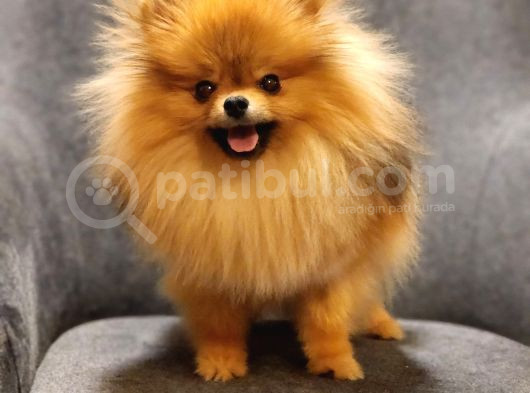 1 Yaşında Erkek Pomeranian İzmir görsel