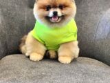 2 Yaşında Efsane Erkek Pomeranian