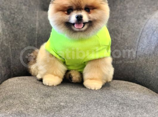 2 Yaşında Efsane Erkek Pomeranian görsel
