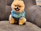 Daha İyisi Yok 14 Aylık Erkek Pomeranian