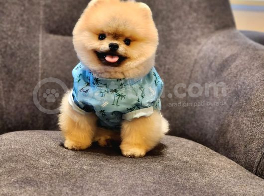 Daha İyisi Yok 14 Aylık Erkek Pomeranian görsel