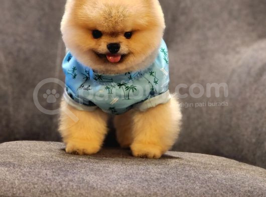 Daha İyisi Yok 14 Aylık Erkek Pomeranian görsel